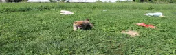 Shiba Inu dogs for sale: Beef - Ad 5