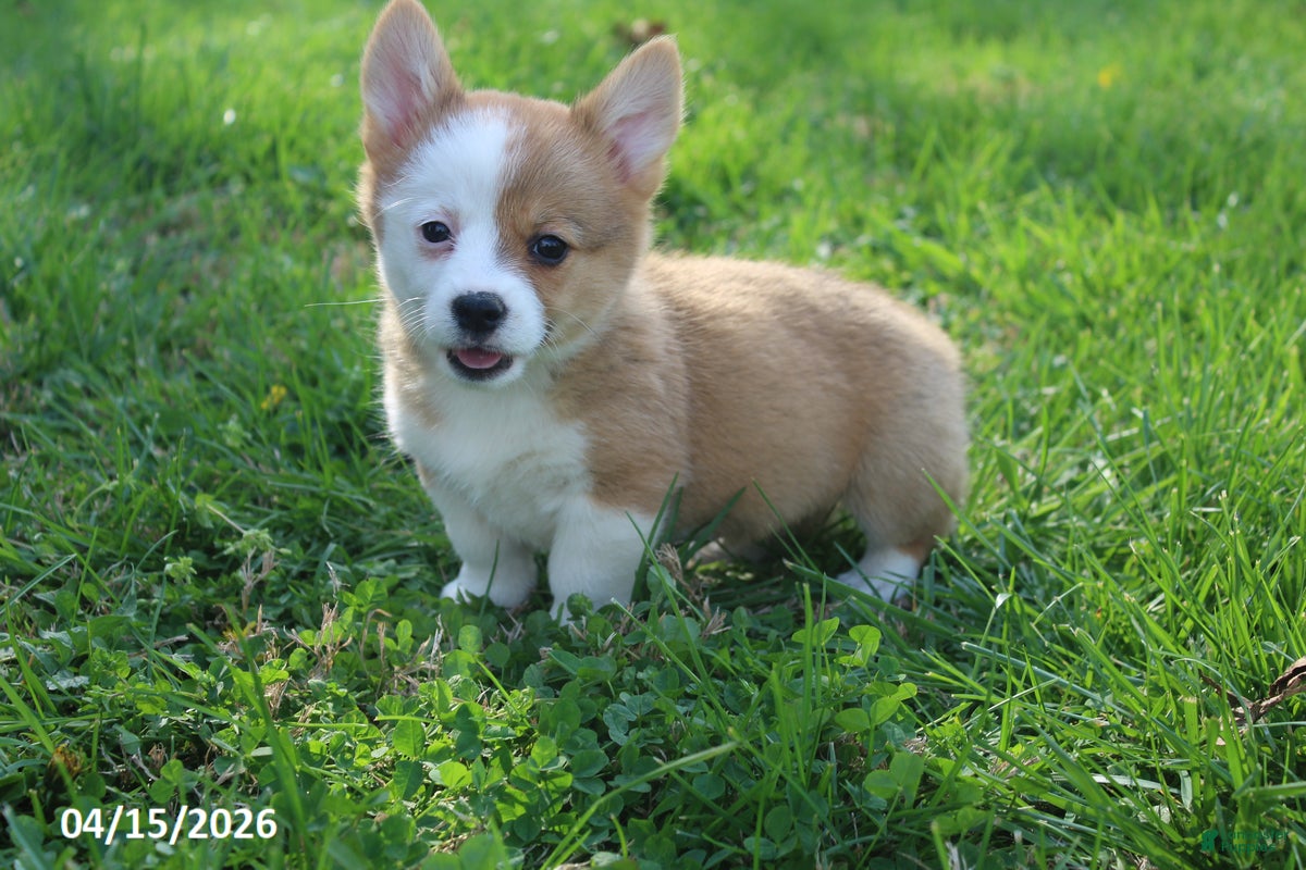 Welsh Corgi Pembroke dogs Brittany - Ad 2