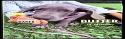 Great Dane dogs for sale: Butter - Ad 15