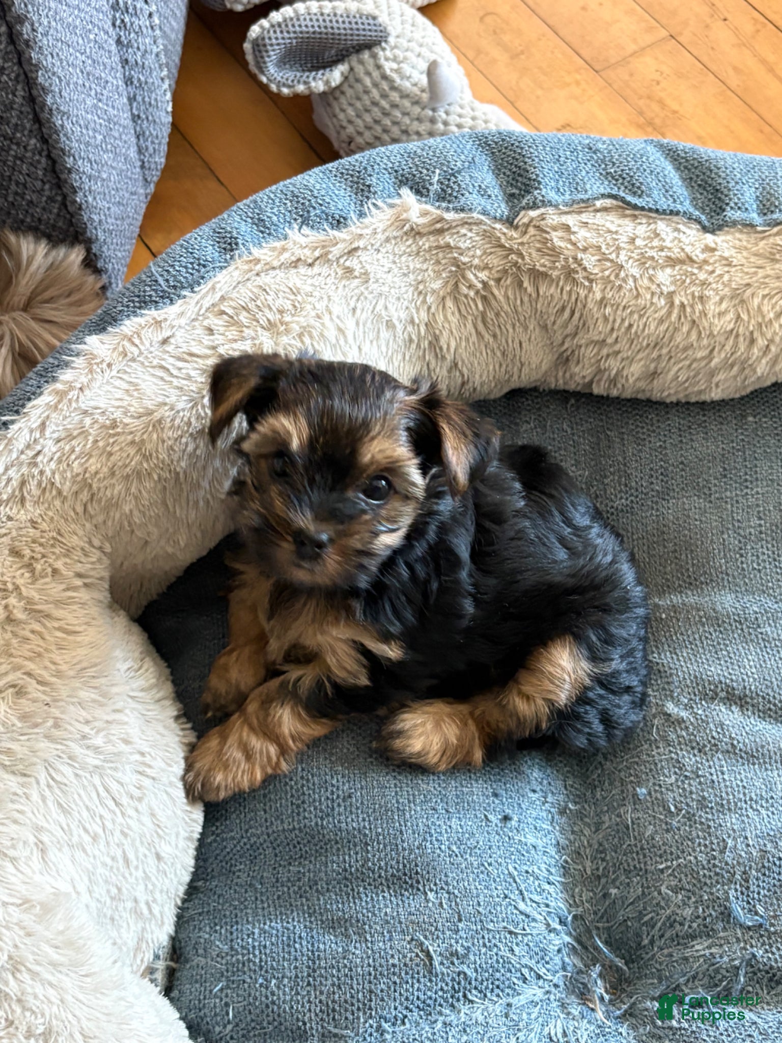 Yorkshire Terrier dogs Yorkshire Terrier Puppy 2 - Ad 1