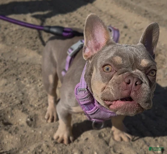 Gallery Image {{count}}