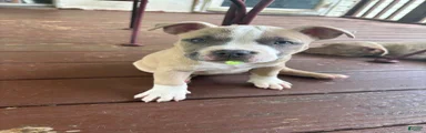 American Bully 2