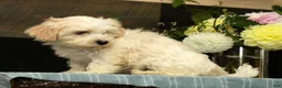Havanese dogs for sale: Gabby - Ad 6