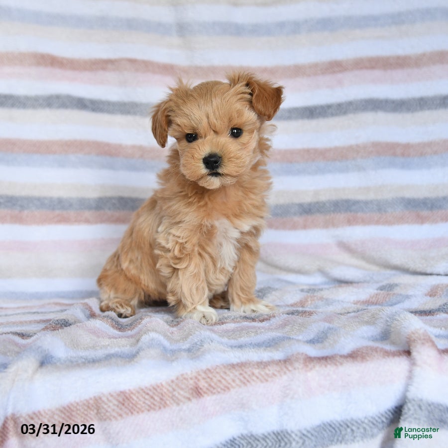 Maltipoo dogs Shyla - Ad 1