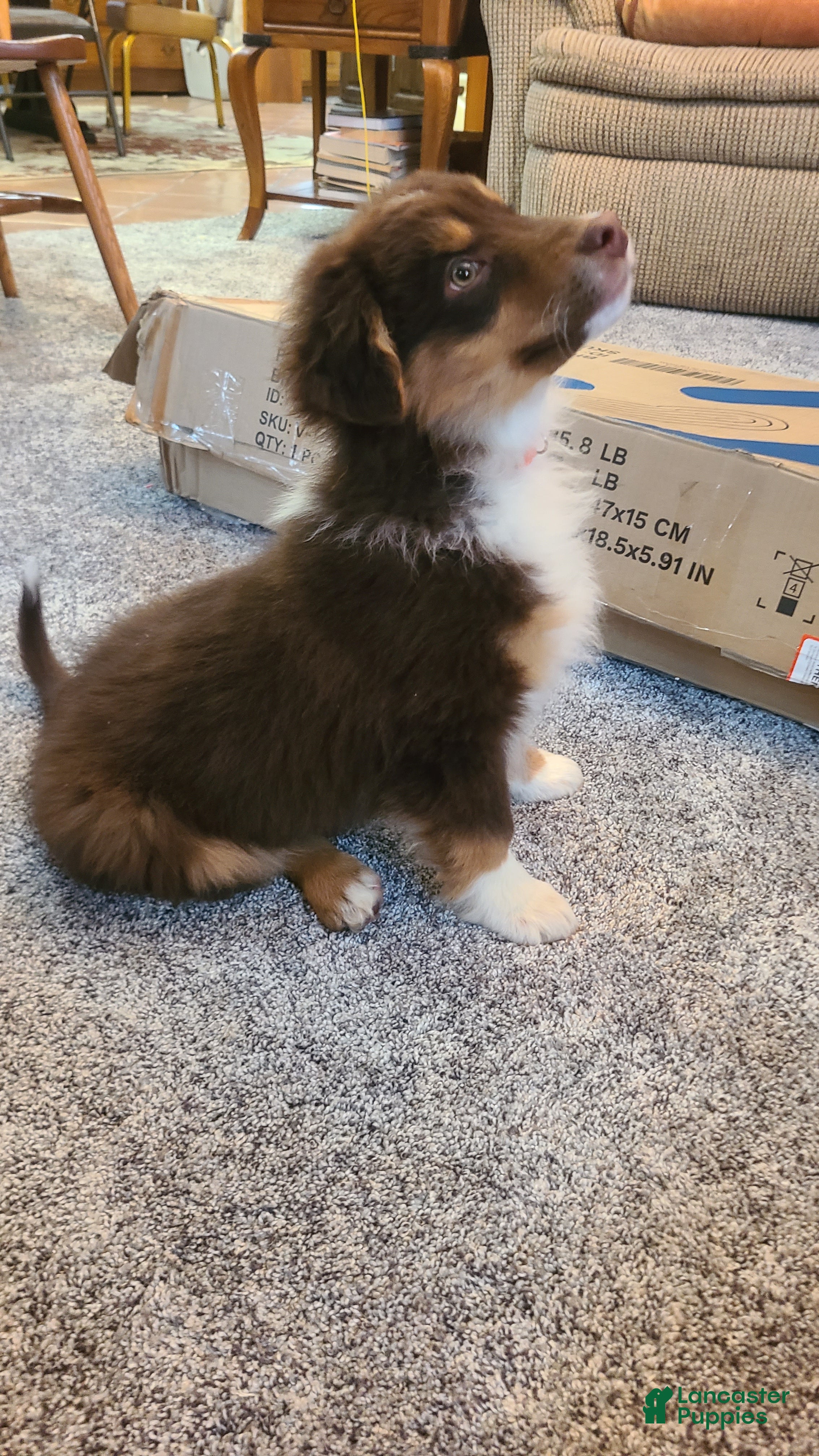 Aussiedoodle dogs Aussiedoodle Puppy 3 - Ad 26