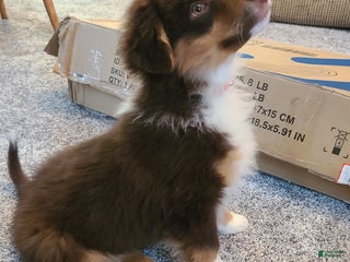 Aussiedoodle dogs Aussiedoodle Puppy 3 - Ad 26