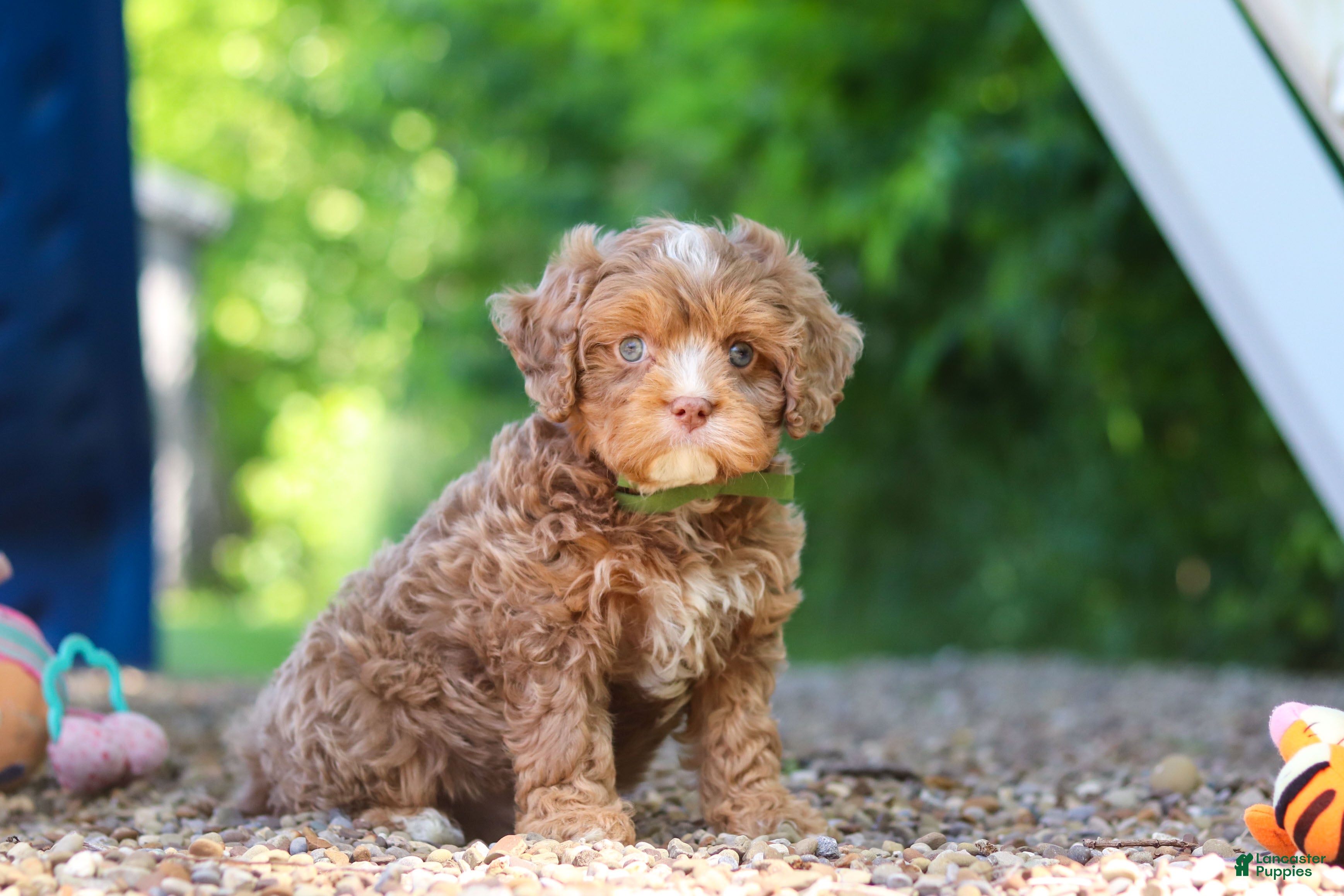 Cavapoo dogs Tipper - Ad 1