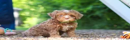 Cavapoo dogs for sale: Tipper - Ad 1