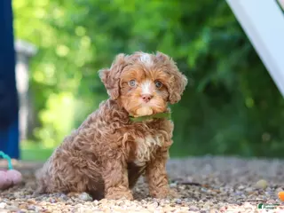 Cavapoo dogs for sale: Tipper - Ad 2