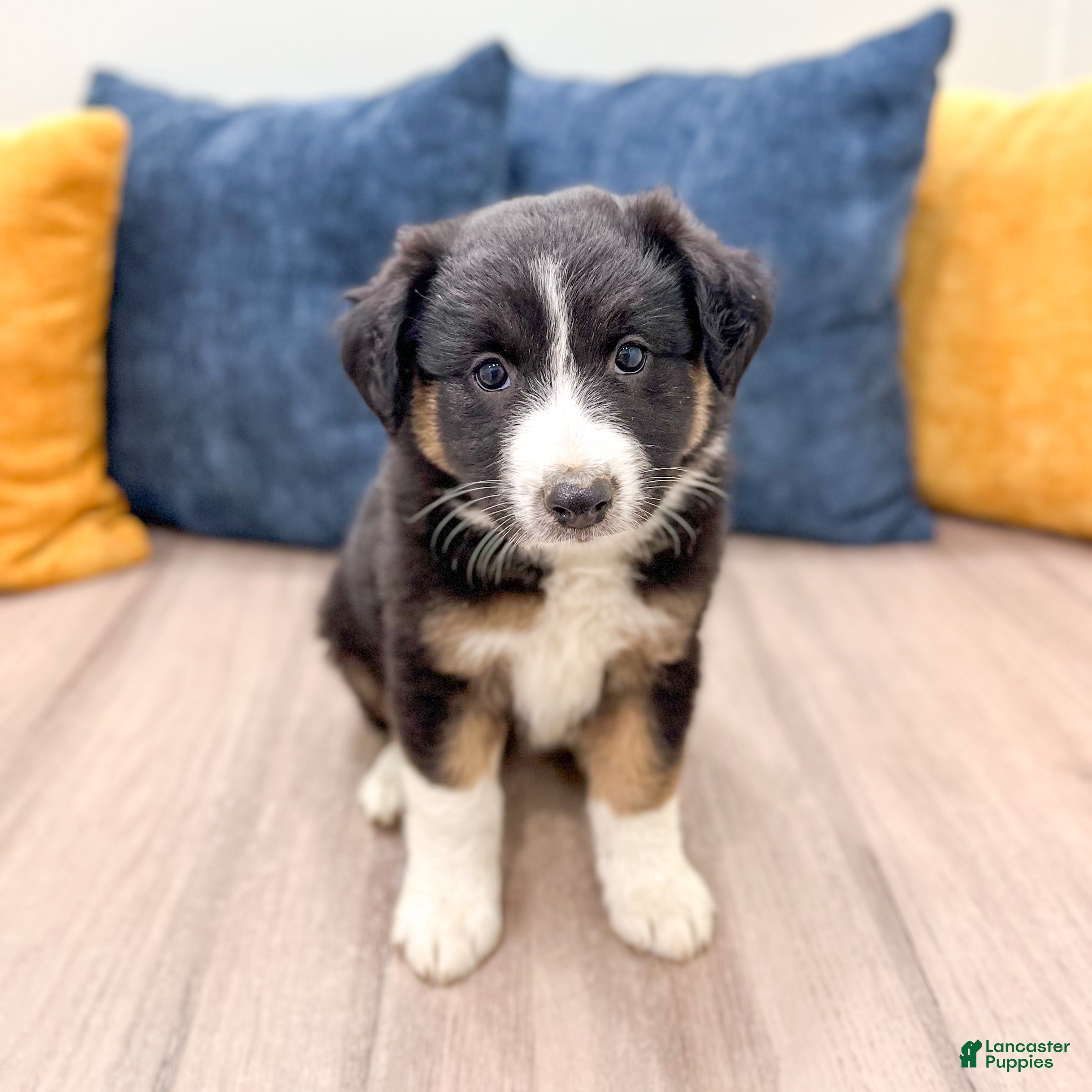 Australian Shepherd dogs Sadie - Ad 1