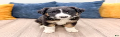 Sadie