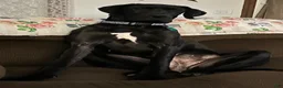 Great Dane dogs for sale: Nova-Red - Ad 2