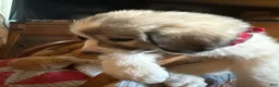 Great Pyrenees dogs for sale: Jinx - Ad 3