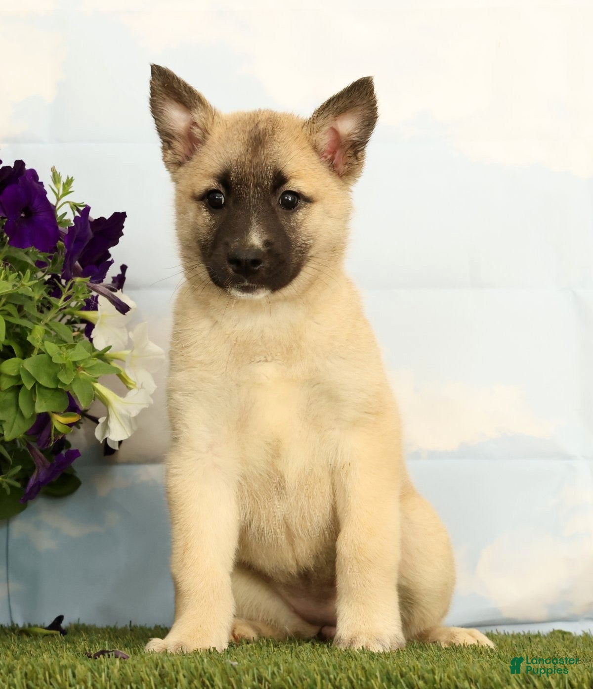 Mixed Breed dogs Kaia - Ad 1