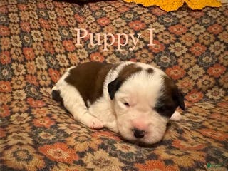 Saint Bernard dogs Saint Bernard Puppy 7 - Ad 7