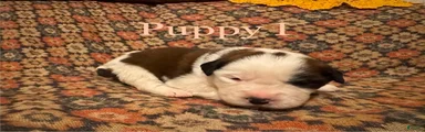 Saint Bernard Puppy 7