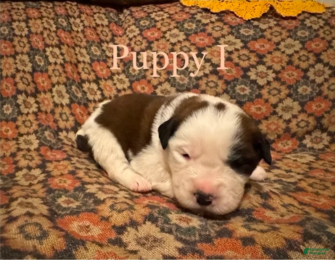 Saint Bernard dogs for sale: Saint Bernard Puppy 7 - Ad 1