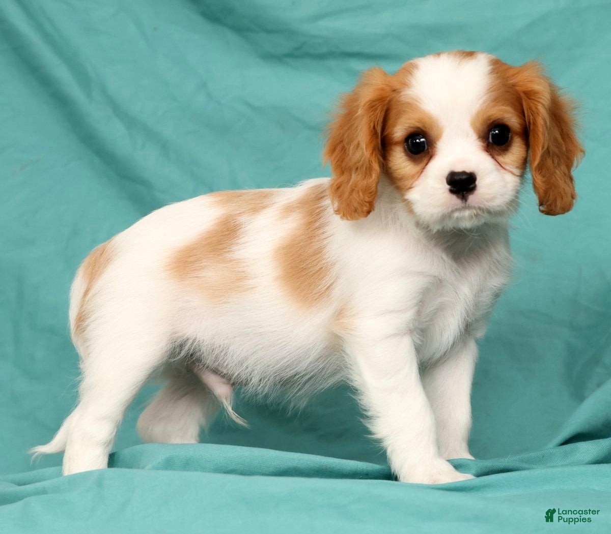 Cavalier King Charles Spaniel dogs Nash - Ad 1
