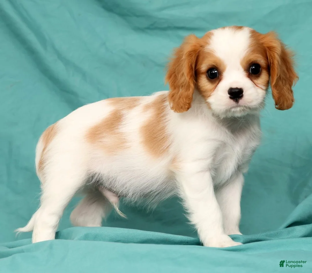 Cavalier King Charles Spaniel dogs for sale: Nash - Ad 1