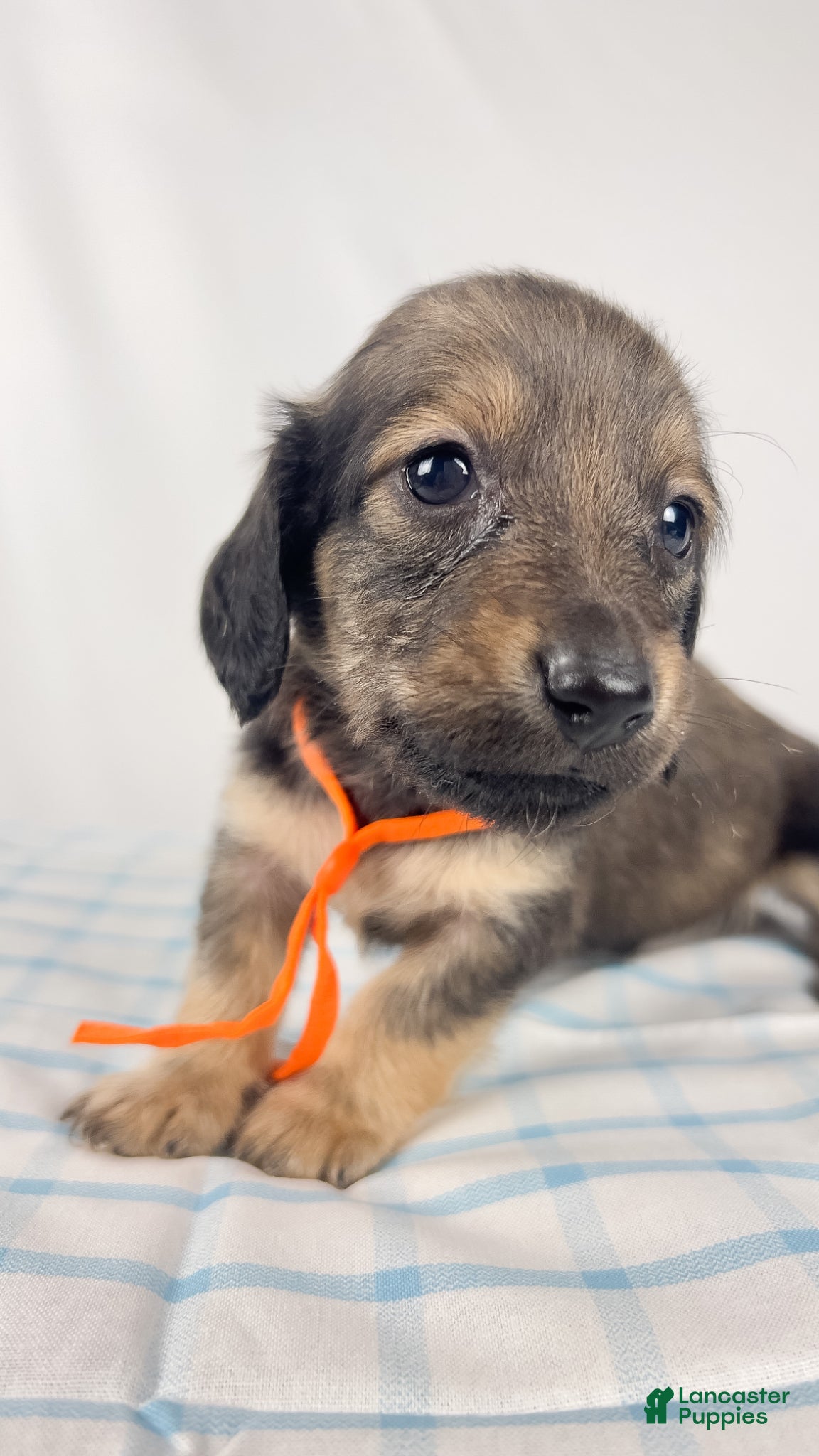 Miniature Dachshund dogs Frank - Ad 17