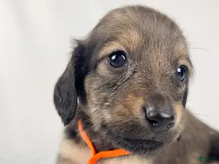 Miniature Dachshund dogs Frank - Ad 17