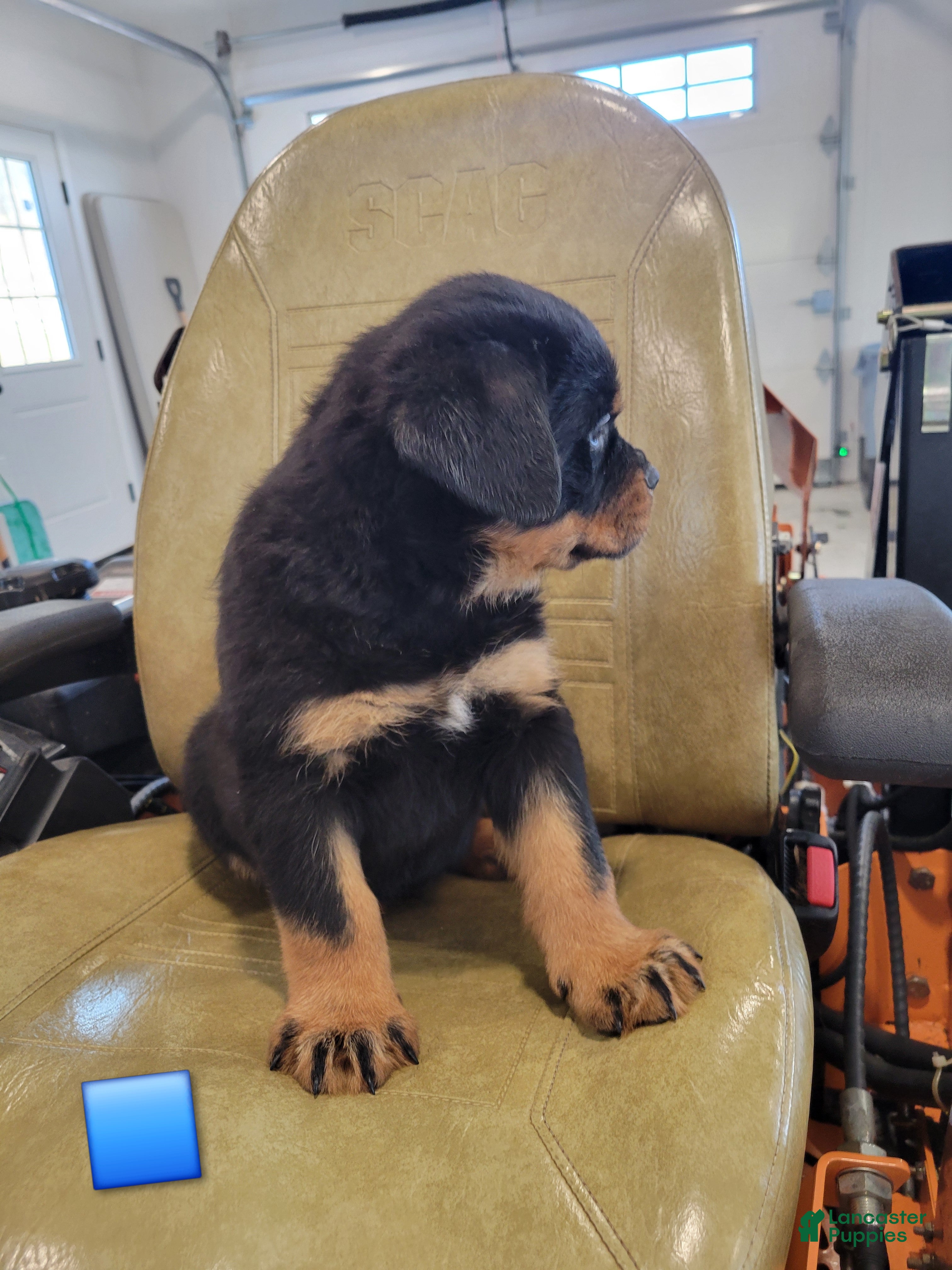 Rottweiler dogs King - Ad 4