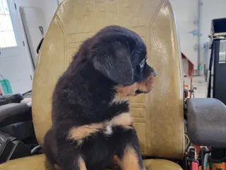 Rottweiler dogs Ranger - Ad 5