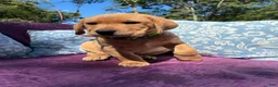 Labrador Retriever dogs for sale: Cooper - Ad 4