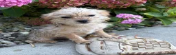 Shorkie dogs for sale: Albert - Ad 4
