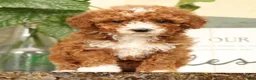 Miniature Poodle dogs for sale: Ariel - Ad 1