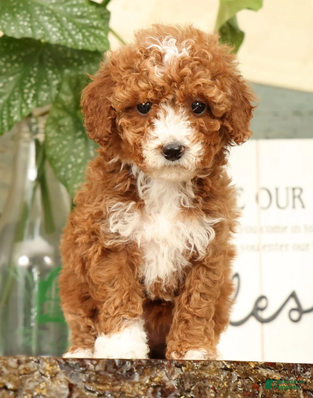 Miniature Poodle dogs for sale: Ariel - Ad 1