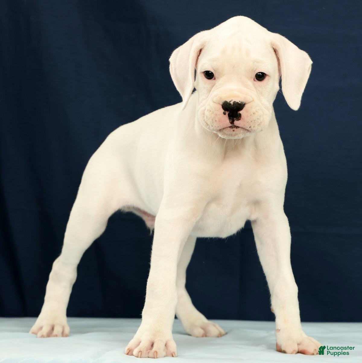 Boxer dogs Jasper - Ad 1