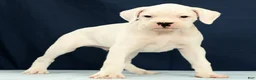 Boxer dogs for sale: Jasper - Ad 1