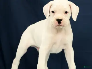 Boxer dogs for sale: Jasper - Ad 4