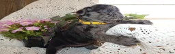Pug dogs for sale: Pug 5 - Ad 3