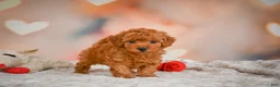 Toy Poodle dogs for sale: Benji - Ad 7