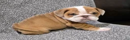 English Bulldog dogs for sale: Mitchell - Ad 2