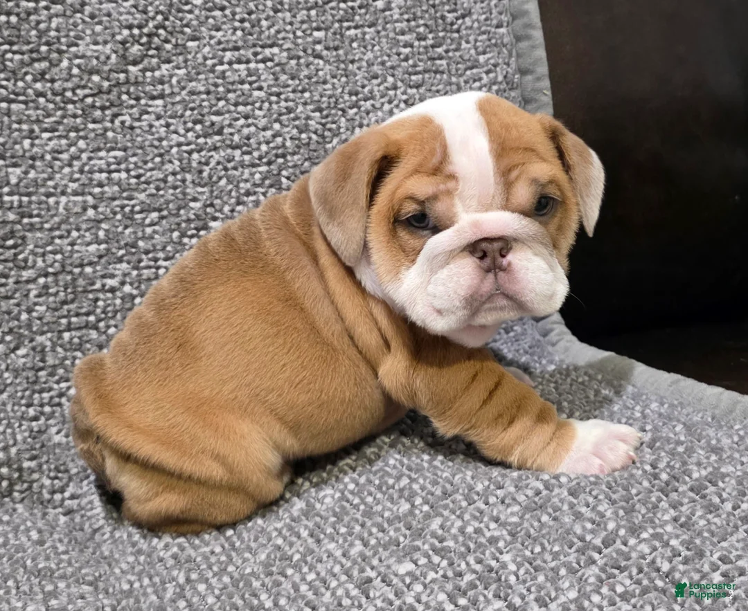 English Bulldog dogs for sale: Mitchell - Ad 2