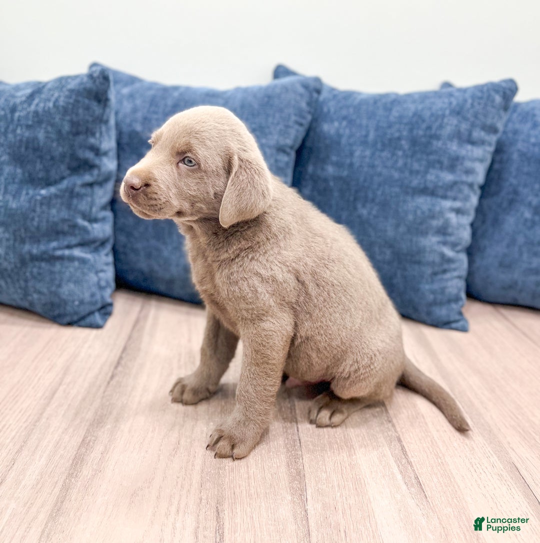 Labrador Retriever dogs for sale: Flint - Ad 4