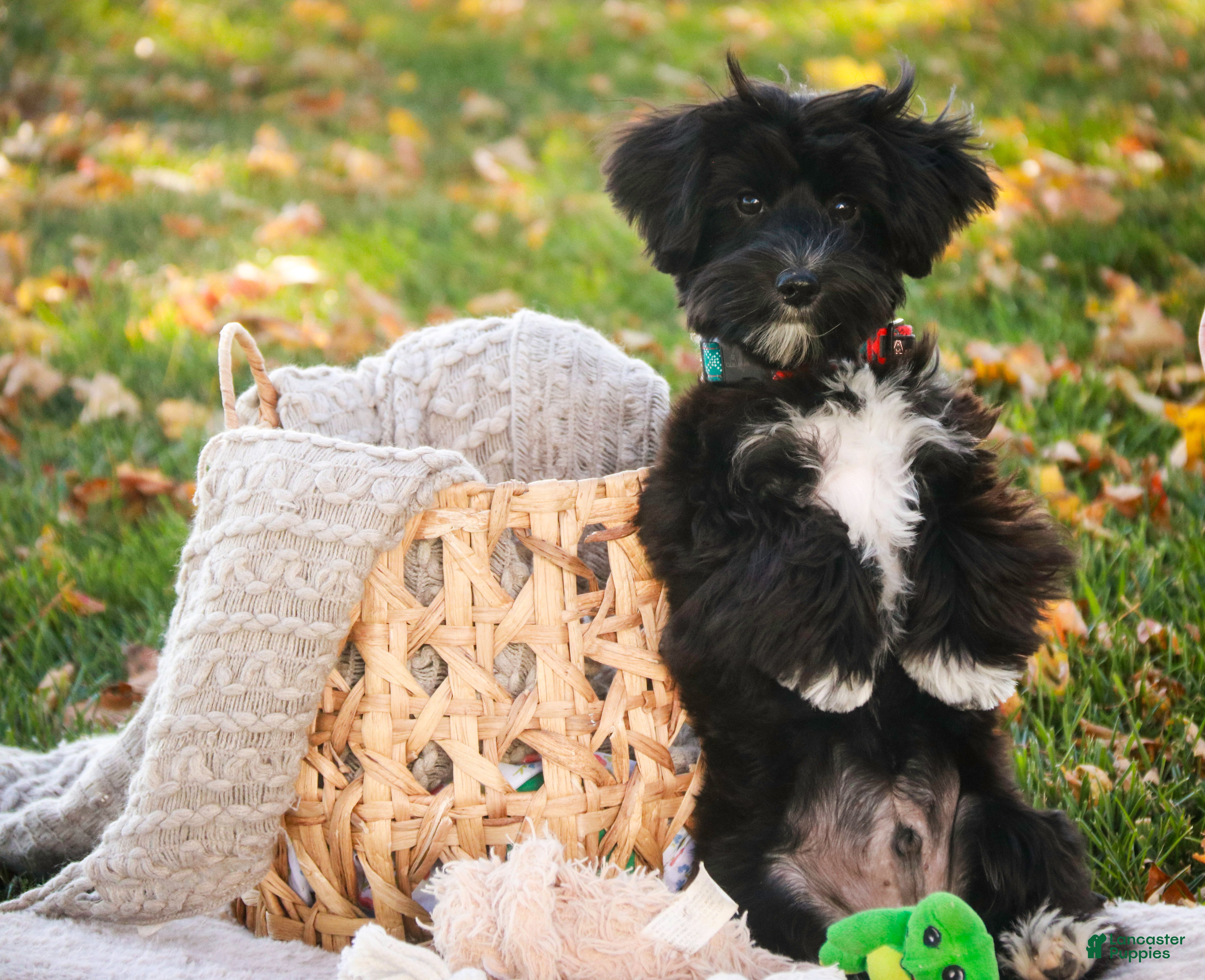 Morkie dogs Mackintosh - Ad 2