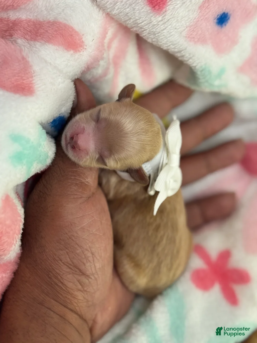 Shihpoo dogs for sale: Shihpoo Puppy 4 white - Ad 2