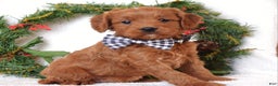 Cavapoo dogs for sale: Corbin - Ad 6