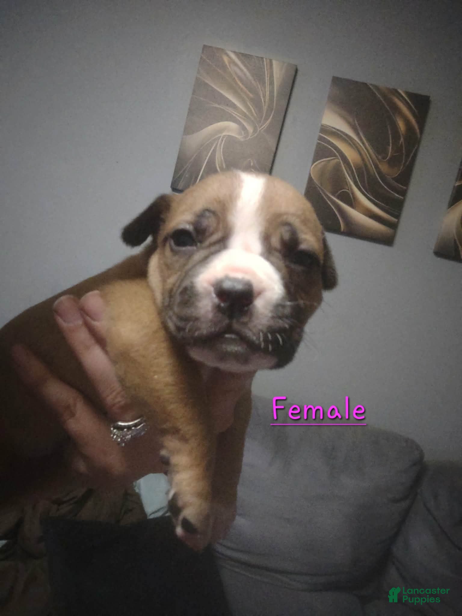 American Pit Bull Terrier dogs American Pit Bull Terrier 3 - Ad 26