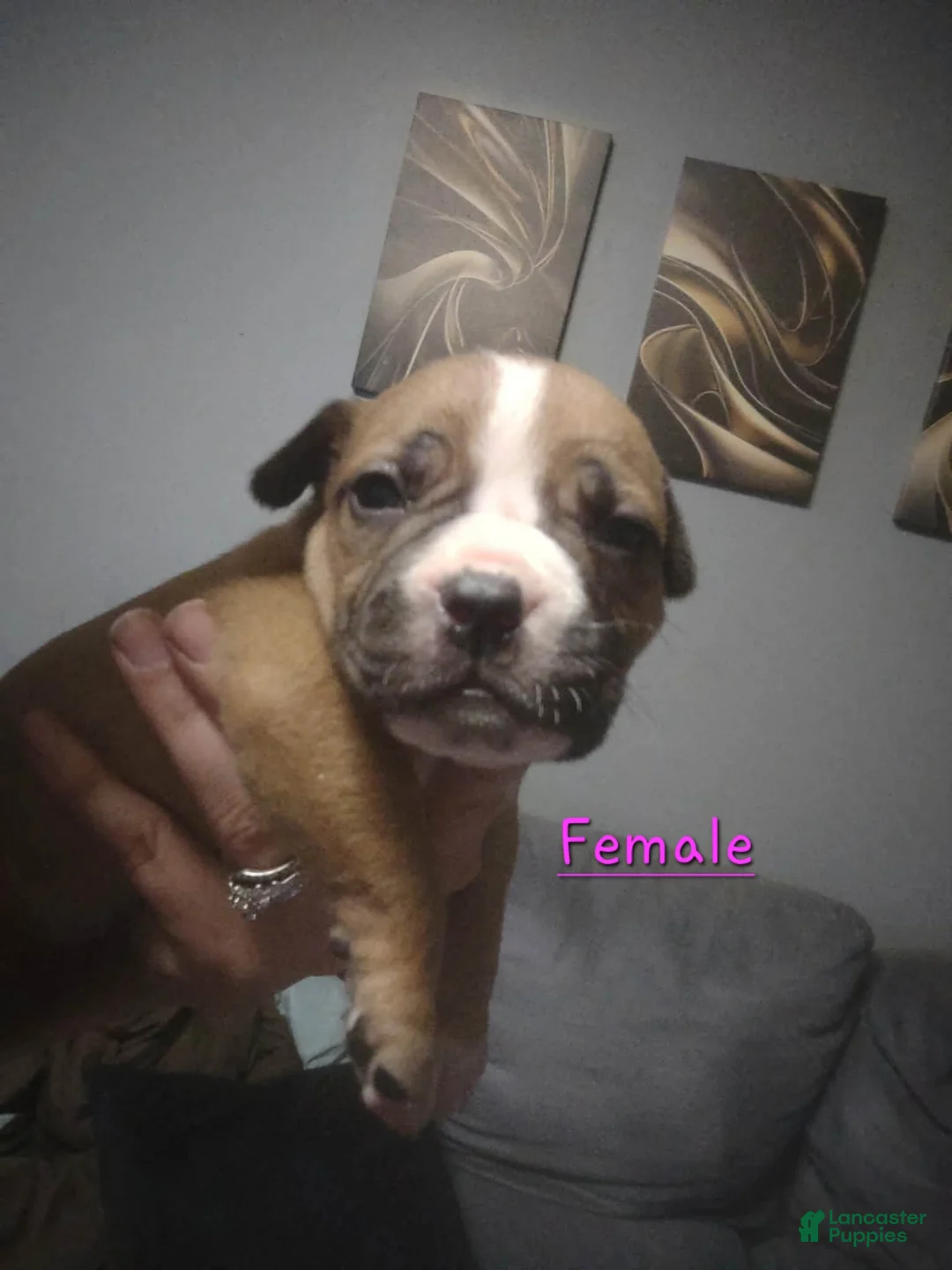 American Pit Bull Terrier dogs for sale: American Pit Bull Terrier 3 - Ad 1