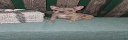 Frenchton dogs for sale: Leo - Ad 1
