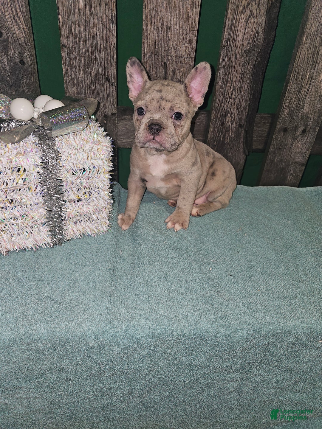 Frenchton dogs for sale: Leo - Ad 1