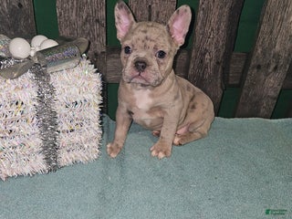 Frenchton dogs Leo - Ad 7