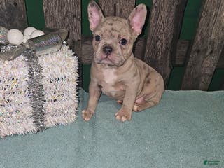 Frenchton dogs Leo - Ad 41