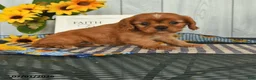 Cavalier King Charles Spaniel dogs for sale: Tinker - Ad 4