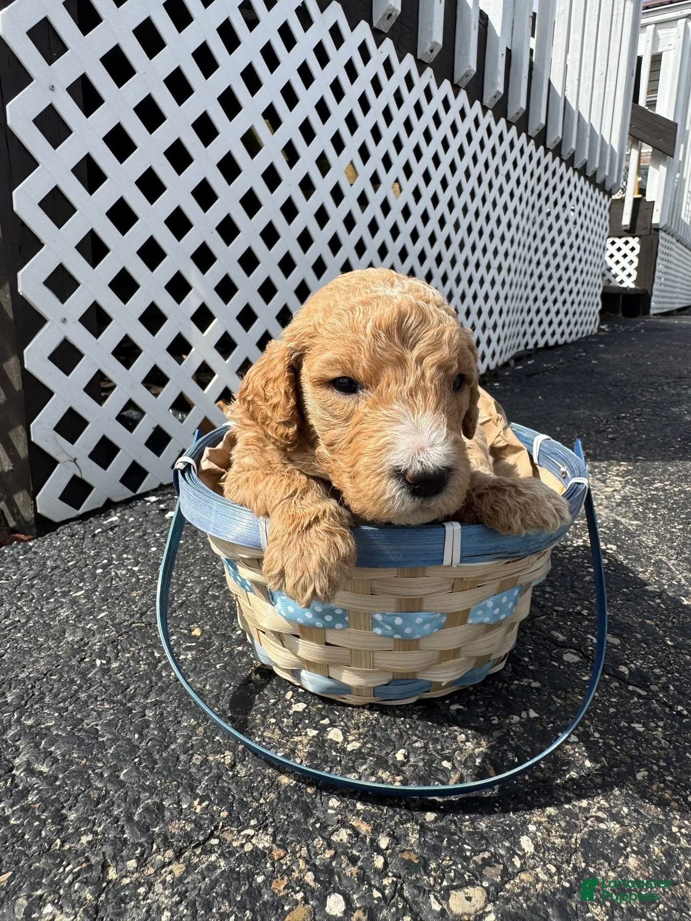 Goldendoodle dogs Goldendoodle Male - White - Ad 39
